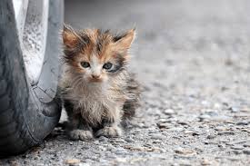“Wet and dirty kitten sitting beside a car tire after rain, looking around as if searching for its mother”