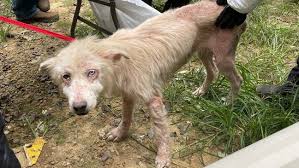 “Severely underweight street dog with skin disease, being treated by rescuers”