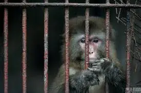 “Sick monkey inside a cage, holding the bars with both hands, looking out in need of food and help”