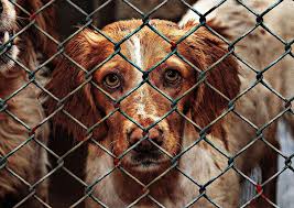 “Hungry street dog looking through a fence, eyes full of sadness and hope for help”