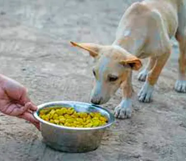 “Hungry dog gently approaching a bowl of food offered by kind people”