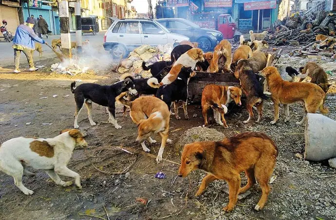 “Several street dogs gathered around a single bowl, eating desperately in crisis conditions”